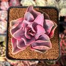 Echeveria 'Rainbow' Variegated 2"-3" Succulent Plant