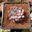 Echeveria 'Boa' 1" New Hybrid Succulent Plant