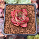 Echeveria sp. 1" Succulent Plant