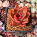 Echeveria Agavoides 'Rose Star' 2" Succulent Plant