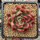 Echeveria Agavoides 'Prolifera' 3" Succulent Plant