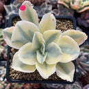 Echeveria 'Japan Moon River' Variegated 3" Cutting Succulent Plant