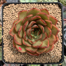 Echeveria Agavoides sp. 3" Succulent Plant