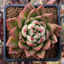 Echeveria Agavoides 'Lucant' 2" Succulent Plant