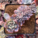 Echeveria 'Starmark' Crested 3"-4" Powdery Succulent Plant