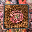 Echeveria 'Shani' 1" Succulent Plant