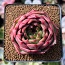 Echeveria Agavoides 'Flora' 2" Succulent Plant