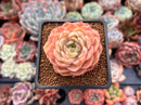 Echeveria 'Onslow' 2" Succulent Plant