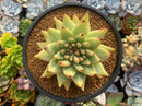 Echeveria 'Maria' Crested 4"-5" Succulent Plant