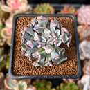 Echeveria 'Pignose' *Not E. Trumpet Pinky* 1" Succulent Plant