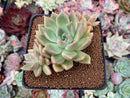 Echeveria 'Arje' Cluster 3" Succulent Plant