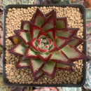 Echeveria Agavoides 'Casio' 4" Succulent Plant