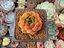 Echeveria Agavoides sp. 1" Succulent Plant