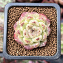 Echeveria 'Amethyst' 1" Succulent Plant