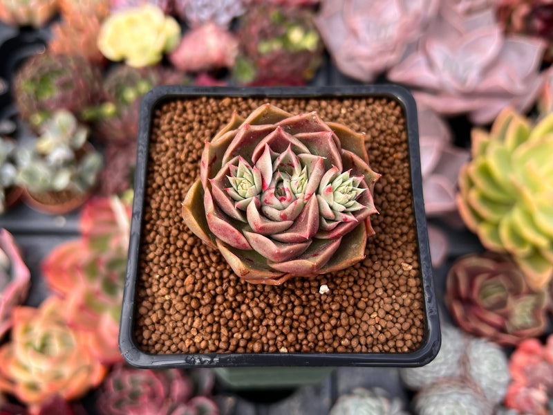 red rose succulent Echeveria 'Red Rose' 2