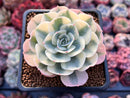 Echeveria 'Compton Carousel' 2"-3" Succulent Plant