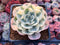 Echeveria 'Compton Carousel' 2"-3" Succulent Plant