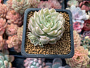 Echeveria 'Margaret' Variegated 3" Cluster Succulent Plant