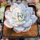 Echeveria 'Laui' 3" Powdery Succulent Plant