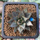 Echeveria 'Purpusorum' White Form 1" Succulent Plant