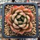 Echeveria Agavoides 'Cagliari' 1" Succulent Plant