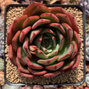 Echeveria Agavoides 'Salu' 3"-4" Succulent Plant