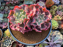 Echeveria 'Takasago No Okina' 5"-6" Cluster Succulent Plant