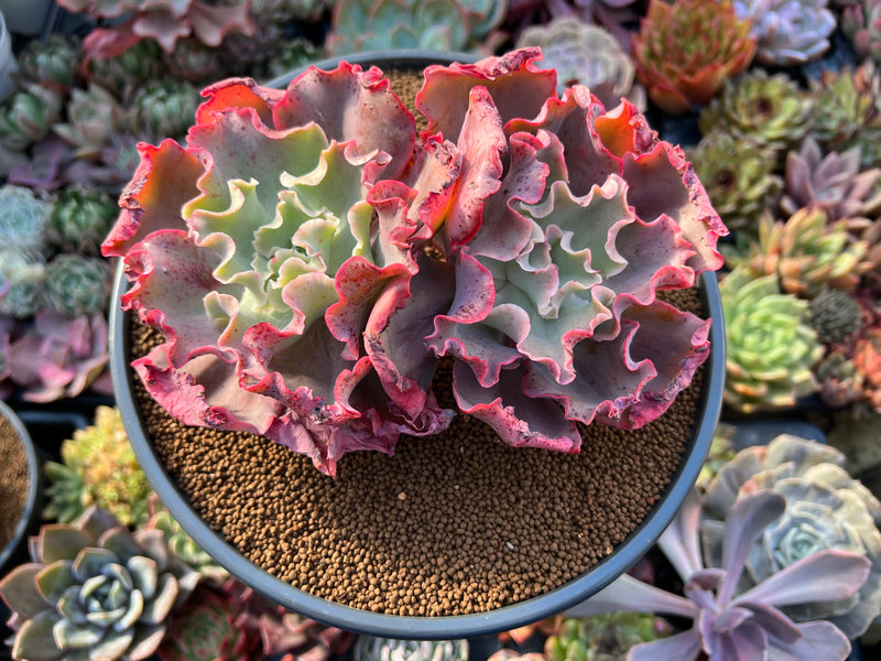 Echeveria 'Takasago No Okina' 5"-6" Cluster Succulent Plant  True Succulents  Plant Co.