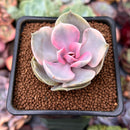 Echeveria 'Rainbow' 2" Succulent Plant