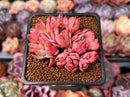 Echeveria 'Luella' Crested 2" Succulent Plant
