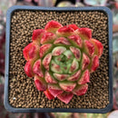 Echeveria Agavoides 'Angela Star' 1"-2" Succulent Plant