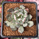Echeveria 'Strictiflora' 2" Succulent Plant