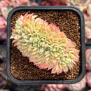 Echeveria 'Pansy' Crested 2" Succulent Plant