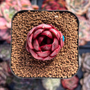 Echeveria Agavoides 'Adrian' 1" Succulent Plant