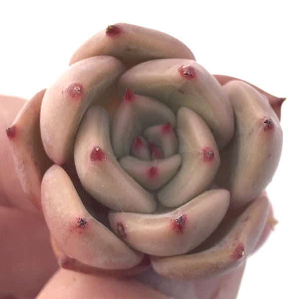 Echeveria 'Pink Lily' 1" New Hybrid Very Small Succulent Plant