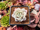 Echeveria 'Greenday' 2" Powdery Succulent Plant