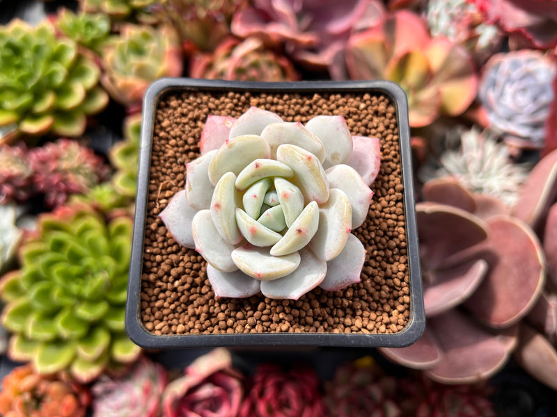 powdery succulent Echeveria 'Greenday' 2" Powdery Succulent Plant – True Succulents Plant Co