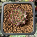 Echeveria 'Shani' 1" Succulent Plant