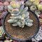 Cotyledon 'Orbiculata' Variegated 5" Large Very Rare Succulent Plant
