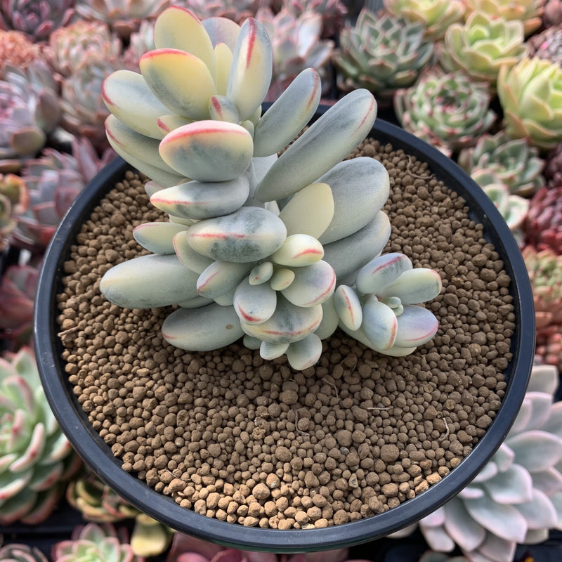 cotyledon orbiculata variegata Cotyledon 'Orbiculata' Variegated 5