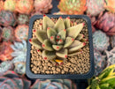 Echeveria Agavoides 'Planetary Stars' 1" Succulent Plant