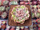 Echeveria Agavoides 'Amethyst' 3" Succulent Plant