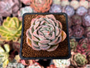 Echeveria 'Primera' 2" Succulent Plant