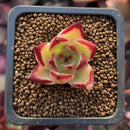 Echeveria Agavoides 'Maria' 1/2" Small Seedling Succulent Plant