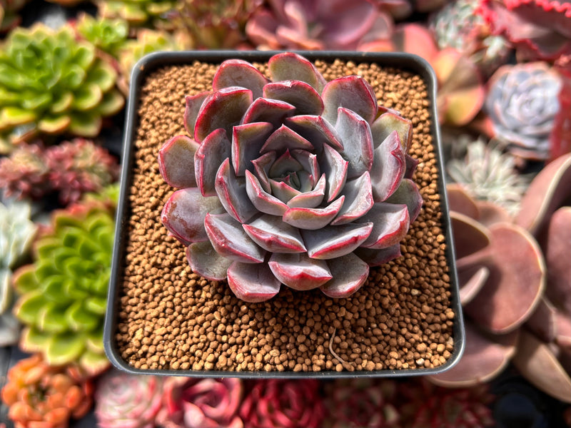 dark unison succulent Echeveria 'Dark Ice' 3" Succulent Plant – True Succulents Plant Co