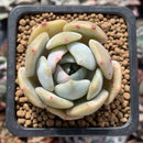 Echeveria 'Lehman' 1" Powdery Succulent Plant