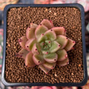 Echeveria Agavoides 'Star of Seoul' 1"-2" New Hybrid Succulent Plant