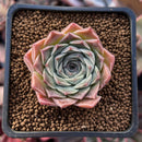Echeveria 'Helena' Hybrid 1" Succulent Plant