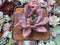 Echeveria 'Purple Champaign' 3" Succulent Plant