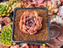 Echeveria 'Mirine' 2" Succulent Plant